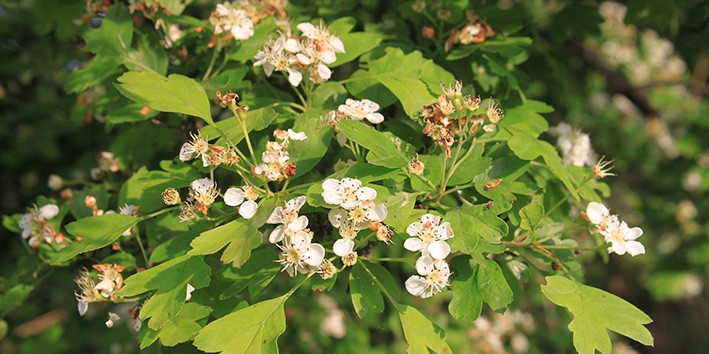 Crataegus nome popular para que serve